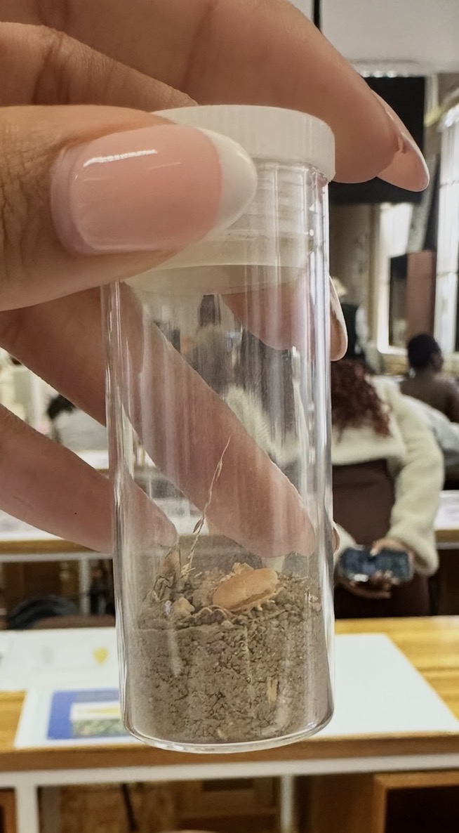 <p>What family does this tick belong to</p>