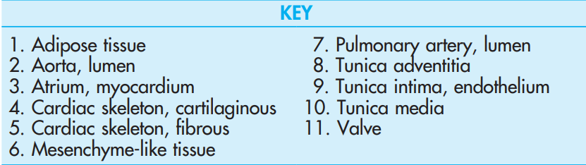 <p>Pulmonic (Semilunar) Valve, x.s</p><p>Masson’s</p>