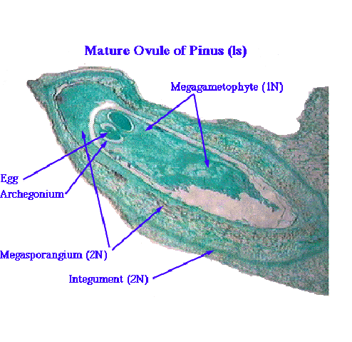 <p>Archaeplastida: Plantae: Tracheophyta: Spermatophyta: Gymnospermae: <strong>Coniferophyta (3.2: Ovulate cones - first summer) </strong></p>