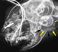 <p>Is this feline skull normal or abnormal?</p>