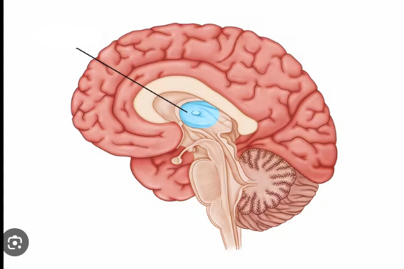 <p>Relay station for info to/from cerebrum</p>