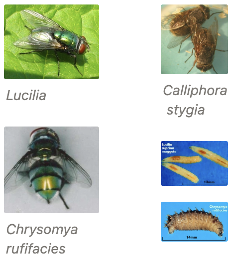 <p><u>Agents:</u> Family = <em>Calliphoridae</em> (Blowflies)</p><ol><li><p><strong>PRIMARY Strike Flies (1y)</strong> = Initiate strike through intact skin (OR act as 2y)</p><ol><li><p><em>Lucilia sericata</em> = Greenbottles</p></li><li><p><em>Lucilia cuprina</em> = Australian blowfly</p><ul><li><p>Can adapt to live almost exclusively on sheep (cannot compete with other flies for carrion)</p></li></ul></li><li><p><em>Calliphora stygia</em> = Black body with fine brown hairs</p></li></ol></li><li><p><strong>SECONDARY Strike Flies (2y)</strong> = Require pre-existing wound</p><ol><li><p><em>Chrysomya rufifacies</em> = Hairy maggot fly</p><ul><li><p>Greenbottle with black bands</p></li><li><p>ONLY in North Island</p></li></ul></li><li><p>Other <em>Calliphora</em> spp. = Bluebottles</p></li></ol></li></ol><p></p>