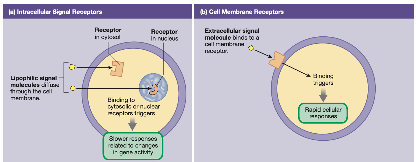 <ol><li><p>Extracellularly on <strong><mark data-color="yellow" style="background-color: yellow; color: inherit;">cell membrane</mark></strong>: <strong><mark data-color="yellow" style="background-color: yellow; color: inherit;">Lipophobic</mark> signal molecules</strong> that CANNOT diffuse through the phospholipid bilayer → RAPID cellular response</p></li></ol><p></p><ol start="2"><li><p>Intracellularly within cell <strong>cytosol </strong>or cell <strong>nucleus</strong> (3): <strong><mark data-color="yellow" style="background-color: yellow; color: inherit;">Lipophillic</mark> signal molecules</strong> that CAN diffuse through the phospholipid bilayer → modifies gene activity, SLOWER RESPONSE</p></li></ol><p>BOTH RECEPTION TYPES <strong><mark data-color="yellow" style="background-color: yellow; color: inherit;">CAN OCCUR IN TANDEM</mark></strong></p>