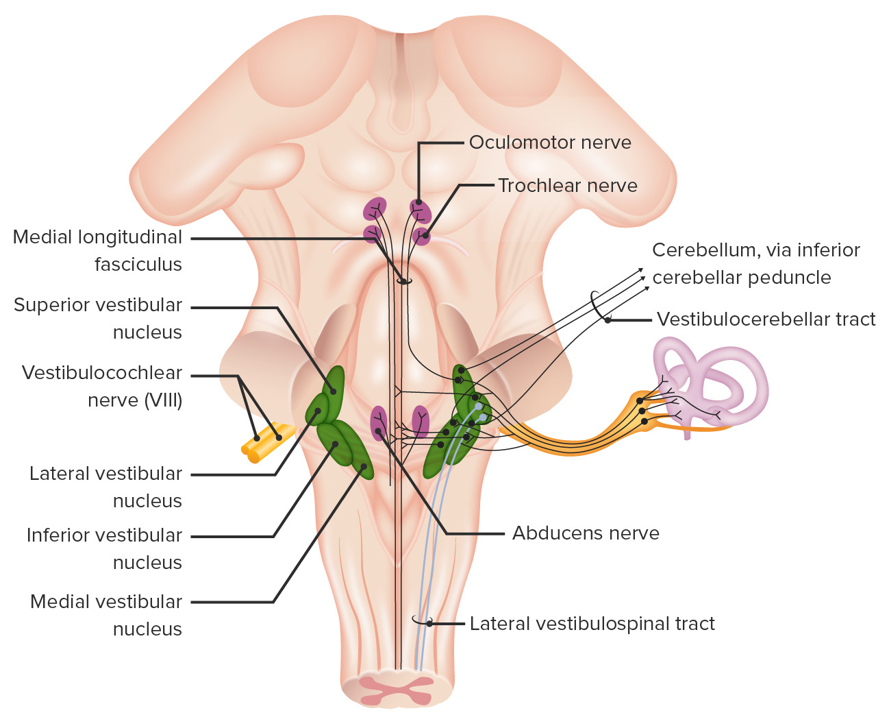 <p>-valódi eredés: vestibulocochlearis magcsoport a nyúltagy-híd határán</p><ol><li><p><strong>Nuclei cochleares ventralis et dorsalis</strong> = halló szenzoriális magok (deutoneuronokat tartalmaznak)</p></li><li><p><strong>Nuclei vestibulares medialis, lateralis, superior et inferior</strong> = szenzoriális magvak (deutoneuronokat tartalmaznak)</p></li></ol><p>-látszólagos eredés: nyúltagy-híd barázda oldalsó részében, egy felső/vestibuláris (<strong>radix vestibularis)</strong> gyökér és egy alsó/cochlearis (<strong>radix cochlearis</strong>) gyökérrel</p>