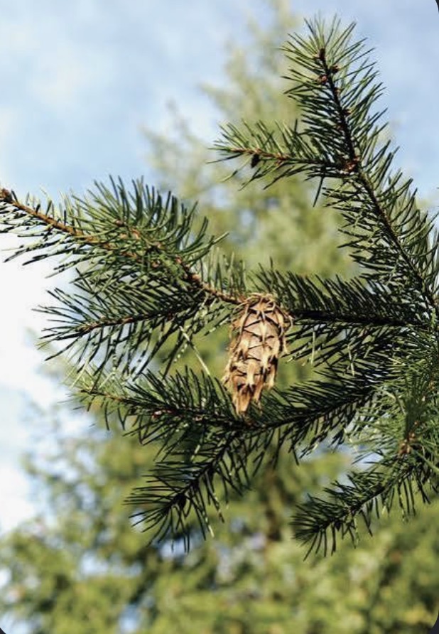 <p><mark data-color="blue" style="background-color: blue; color: inherit;">Gymnosperm:</mark> Pseudotsuga menziesii</p>