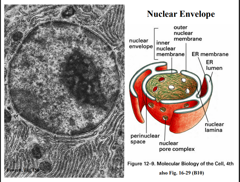 <p><span style="background-color: transparent;"><strong>&nbsp;Why the Nucleus Has Been Difficult to Study</strong></span></p>