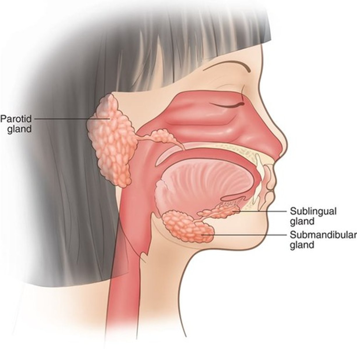 <p>Colorless liquid that maintains moisture in the mouth and begins the digestive process</p>