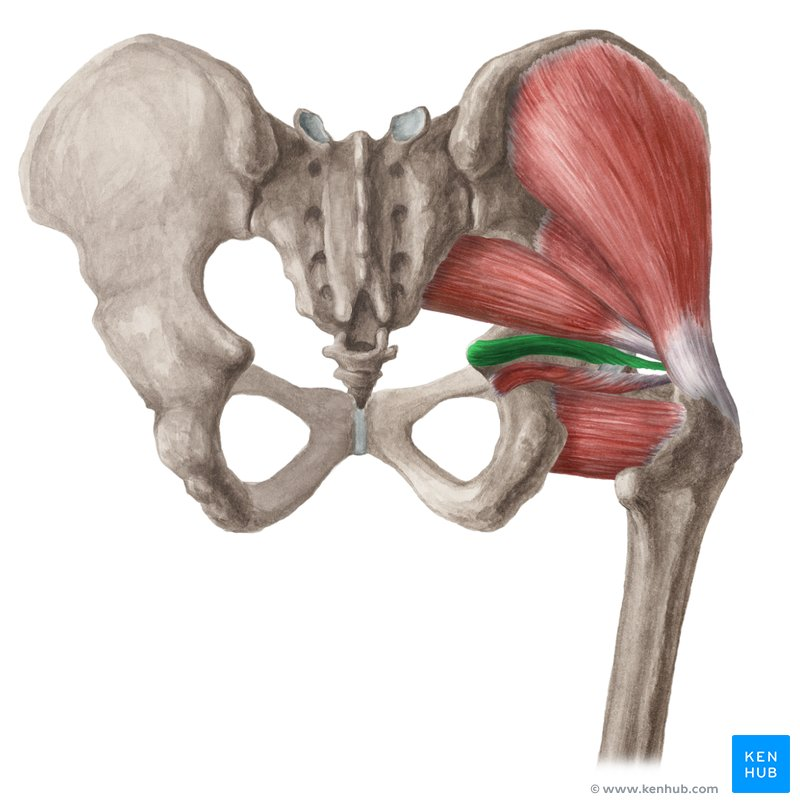 <p>Deep Hip External Rotators</p>
