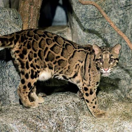 <p>dusky-grey blotches and irregular sports and stripes (clouded pattern), hunt at night, largest canines in proportion to body size</p>