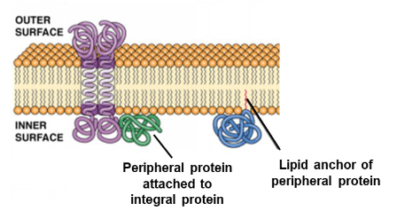 <p>A protein loosely attached to membrane lipids or other proteins.</p>
