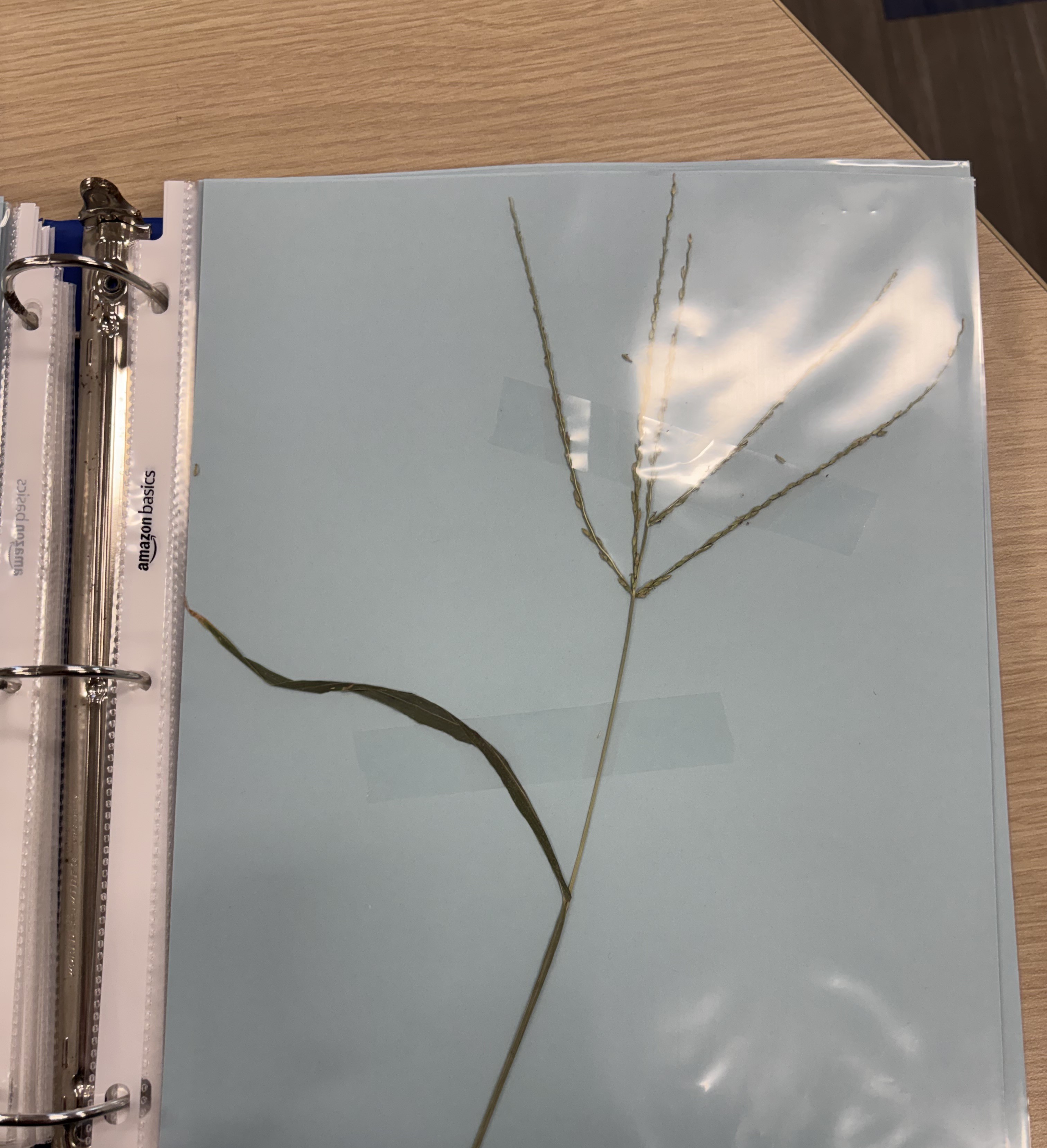 <p>Plant</p>