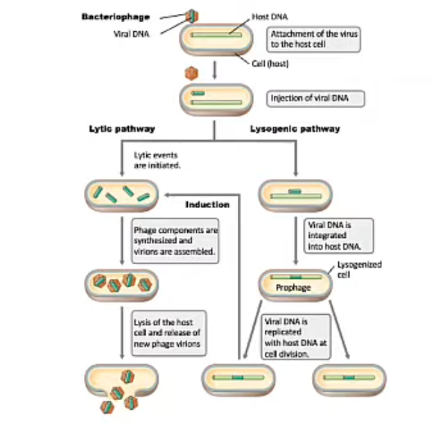 <p>Lysogenic Bacteriophages (Bacteriophages Life Cycle)</p>