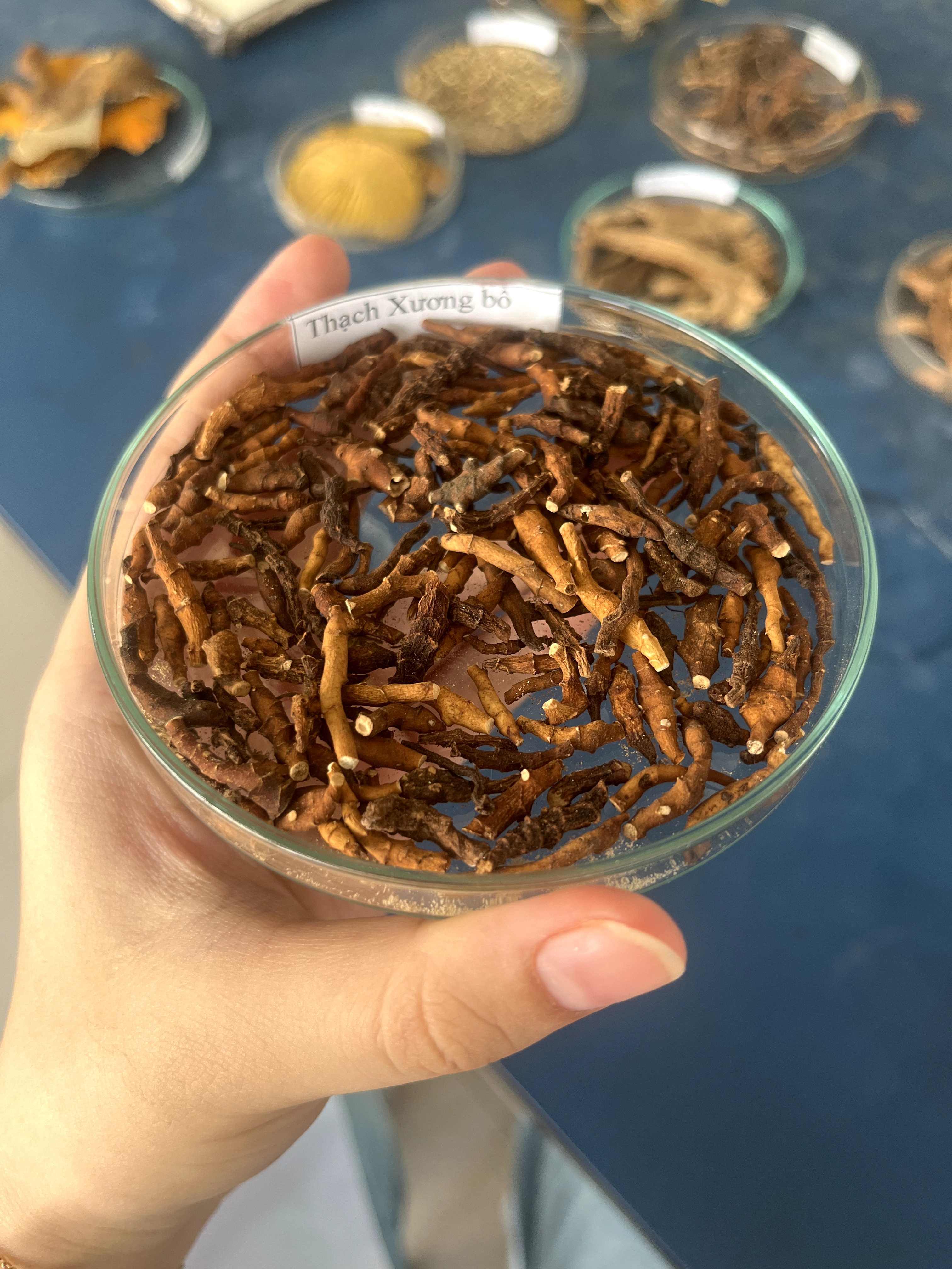 <p>thạch xương bồ</p>