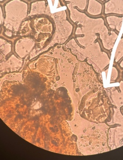 <p>přežvýkavci</p>