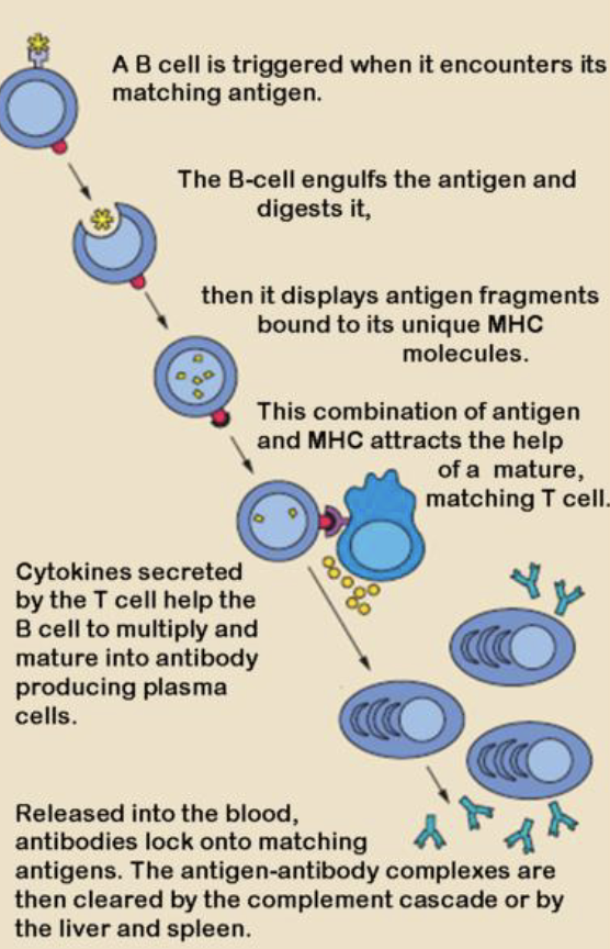 <ol><li><p><span style="color: rgb(255, 255, 255);">Antigen Binds to B cell Surface Ig (BCR)</span></p></li><li><p><span style="color: rgb(255, 255, 255);">B cell becomes activated</span></p></li><li><p><span style="color: rgb(255, 255, 255);">B cell Proliferates</span></p></li><li><p><span style="color: rgb(255, 255, 255);">B cell differentiates into a Plasma Cell</span></p></li><li><p><span style="color: rgb(255, 255, 255);">Plasma Cell produces antibodies</span></p></li></ol><p></p>