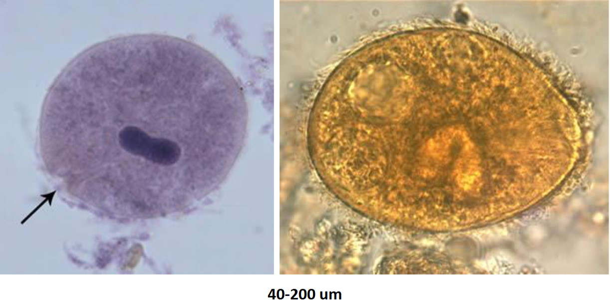<p>large(220-400um), ciliated with kidney bean nucleus, cysts often not seen</p>
