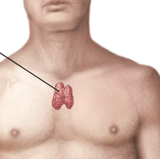 <p>Bilobed gland located in the upper chest behind the sternum and above the heart.</p>