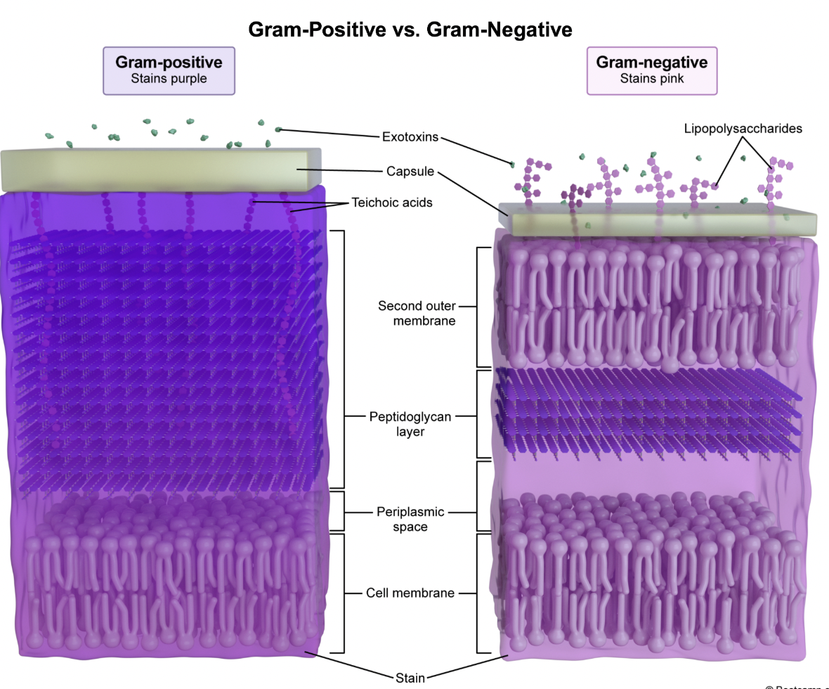 <p><strong>B; Lipopolysaccharides (LPS)</strong><span> are unique to</span><strong>&nbsp;gram-negative bacteria</strong><span> and are responsible for the <strong>pink</strong> color resulting from gram staining. </span></p><p><span>In contrast, gram-positive bacteria</span><strong>&nbsp;</strong><span>stain purple</span><em>&nbsp;</em><span>due to the abundance of peptidoglycan and associated teichoic acids found in their cell membrane.&nbsp;</span></p>
