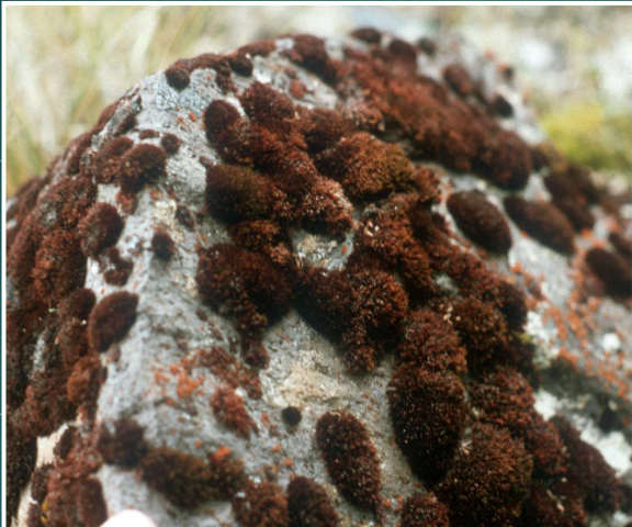 <p>what kind of moss</p>