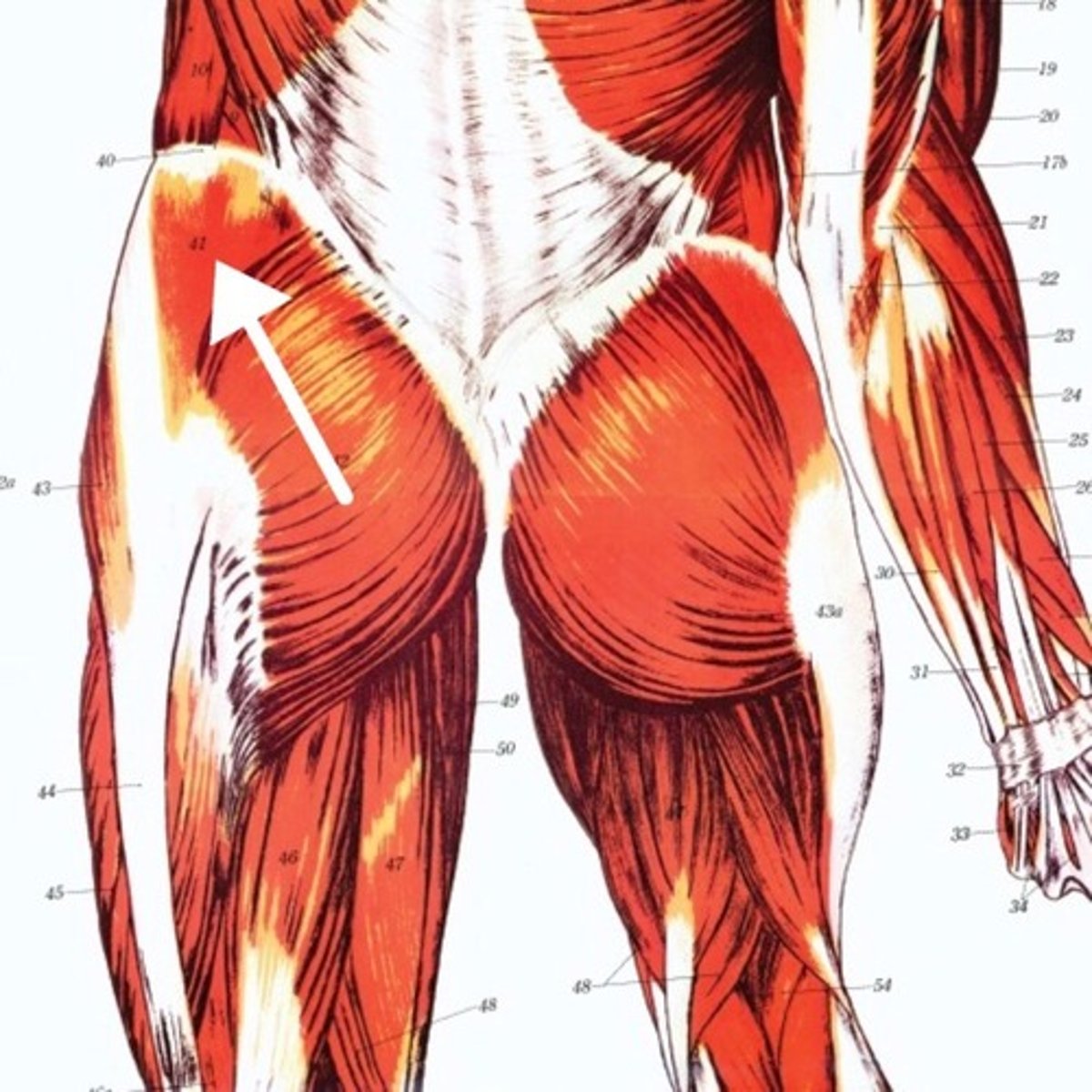 <p>What is this muscle?</p>