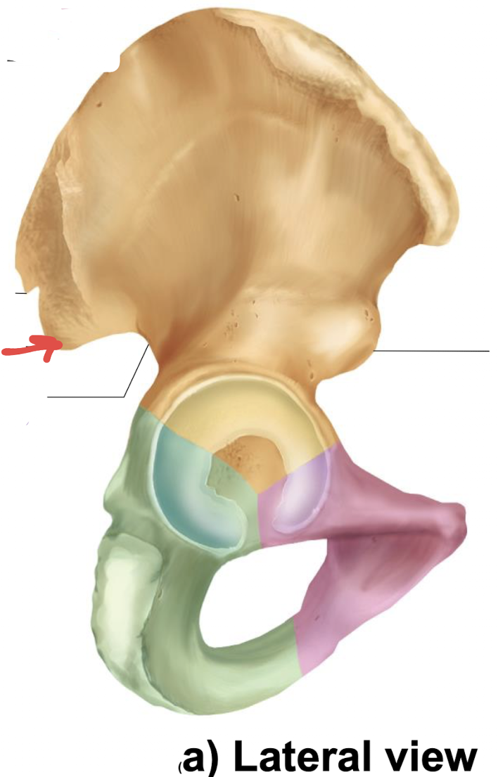 <p>what is this part of the hip?</p>