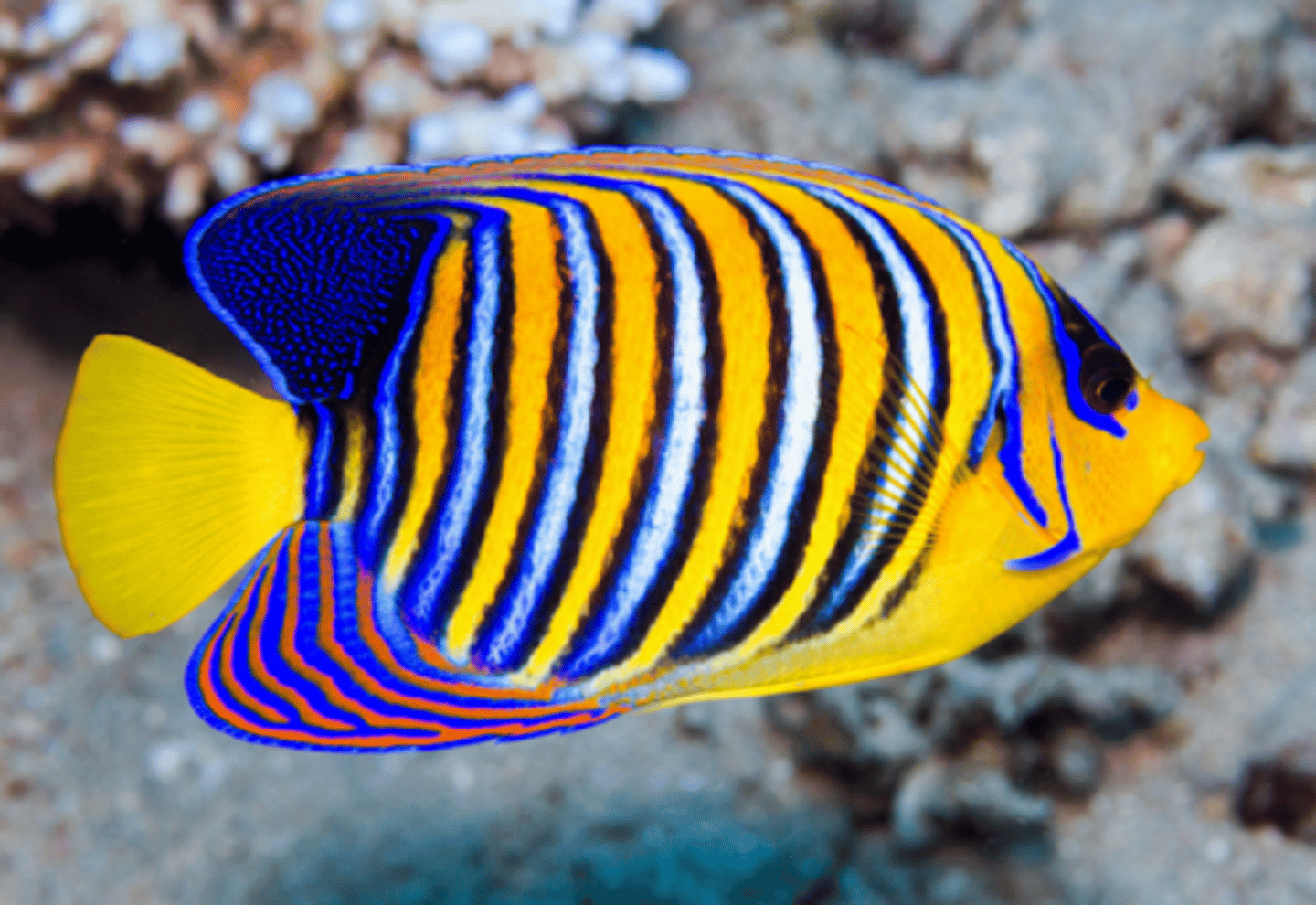 <p>Pygoplites diacanthus</p>