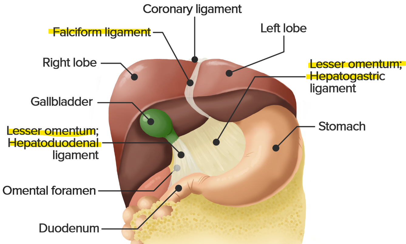 <ul><li><p><strong>septum transversum</strong> (mesoderm)</p></li><li><p>ventral mesentery</p><ul><li><p>lesser omentum (hepatogastric + hepatoduodenal)</p></li><li><p>falciform lig. w/ umbilical v. (round/teres lig.)</p></li></ul></li></ul><p></p>