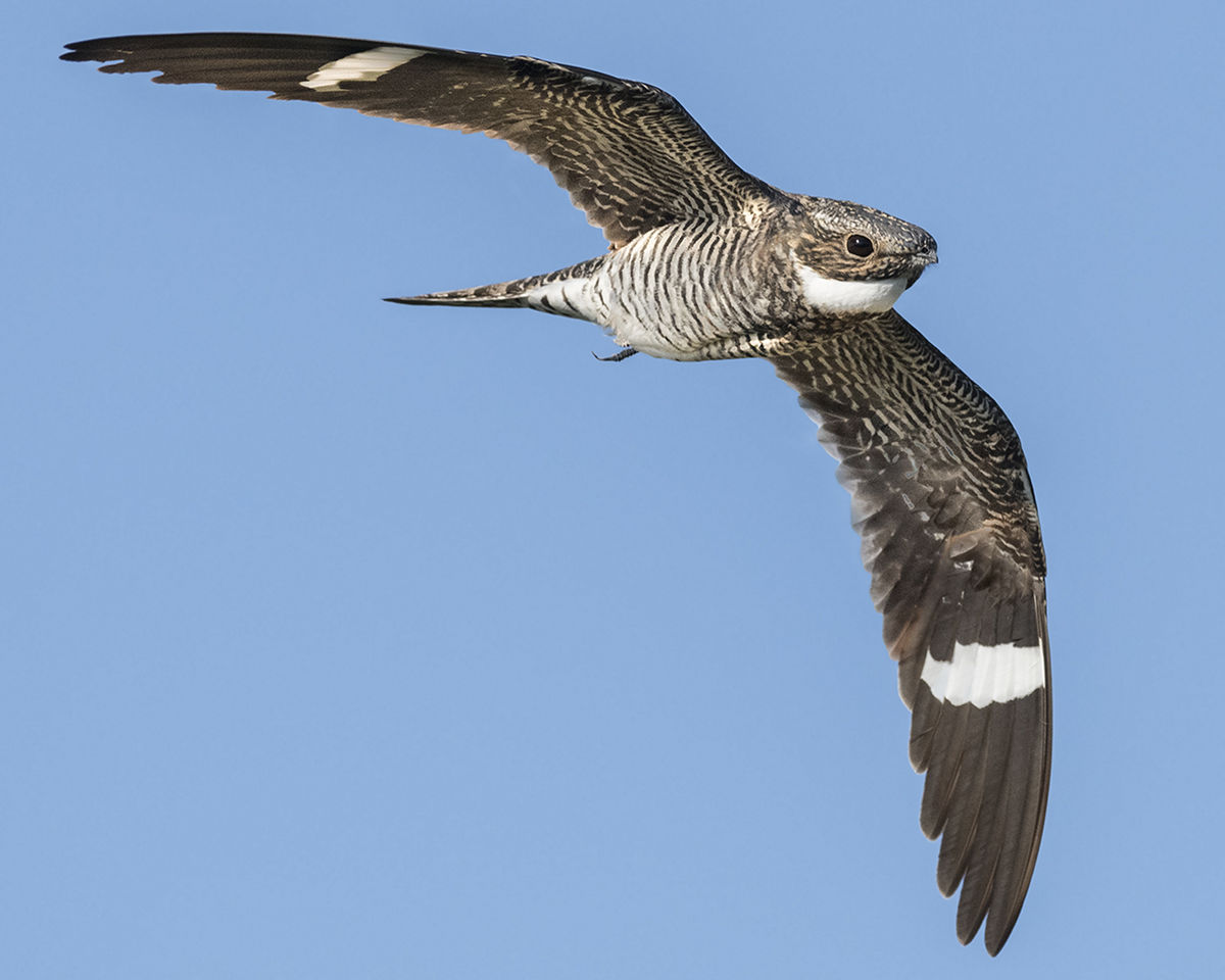 <p>What vertebrate is this?</p>