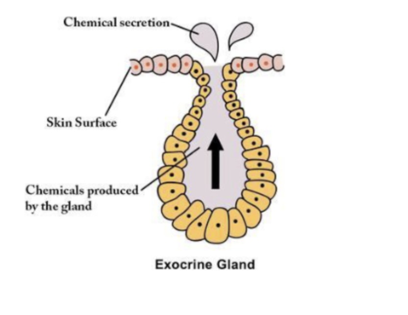 <ul><li><p>outside secreting gland</p></li><li><p>has ducts </p></li><li><p>produces non hormone substances </p></li><li><p>Secrete products into ducts to carry secretion outside of surface or into an organ cavity.</p></li></ul><p></p>