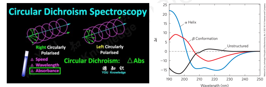 <ul><li><p>spektroskopia cirkulárneho dichroismu (CD) </p><ul><li><p>meria elipticitu - rozidiely v molárnej absorpcii ľavotočivého a pravotočivého kruhovo polarizovateľného svetla </p></li></ul></li><li><p>chromofor = peptidová väzba </p></li></ul><p></p>