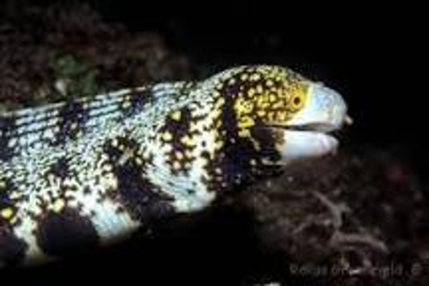 <p>Echidna nebulosa</p>