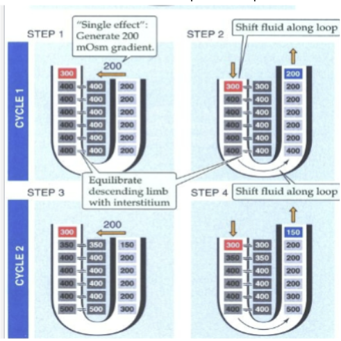 <p>each cycle involves the following steps- 1) “single-effect”, whereby passive and active solute movement in the ascending limb generates a 200-mOsm gradient. (solute from ascending limb moves to interstitium) 2) Osmotic equilibration of the descending limb and the interstitial fluid. (fluid from descending limb moves in response to solute) 3) Tubule flow, whereby the concentrated tubule fluid is driven towards the tip of the loop.</p>
