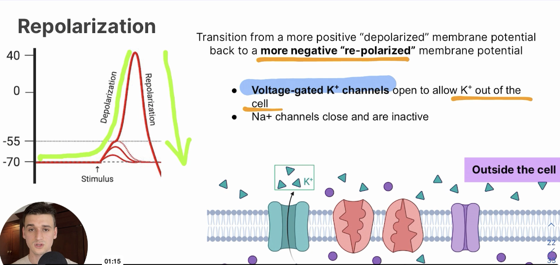 <p>Transition from a more positive “depolarized” membrane potential back to a more negative “repolarized” membrane potential</p><p>Voltage-gated K+ channels open to allow K+ out of the cell, Na+ channels close and are inactive </p>