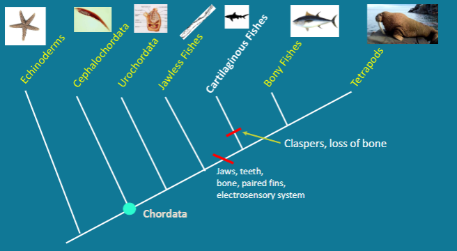 <p>Cartilaginous Fishes:</p><p>Sharks, Rays, Chimaeras</p>