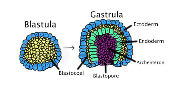 <p>process by which the single-layered blastula is reorganized into a multilayered structure called the gastrula; blastocoel (inner cavity) becomes coelom and the new inner cavity is the archenteron (GI tract)</p>