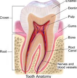 <p>Portion of tooth above gumline — starting at cementoenamel junction </p>