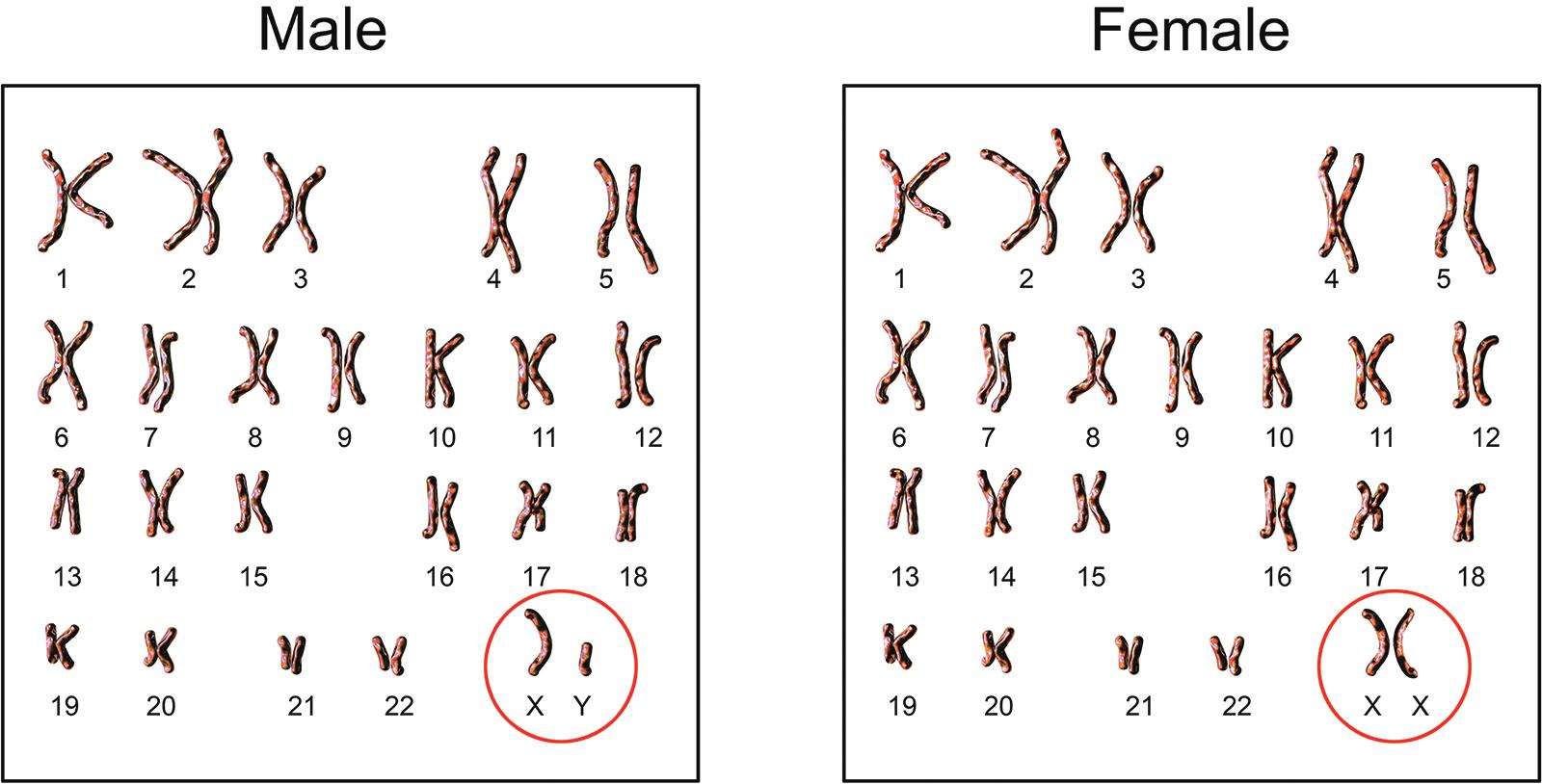 <p><span>As you can see in Figure 3.1, in 22 of these pairs of chromosomes (called <em>autosomes</em>) the two chromosomes </span><span style="background-color: rgb(250, 235, 162);">look…</span></p>
