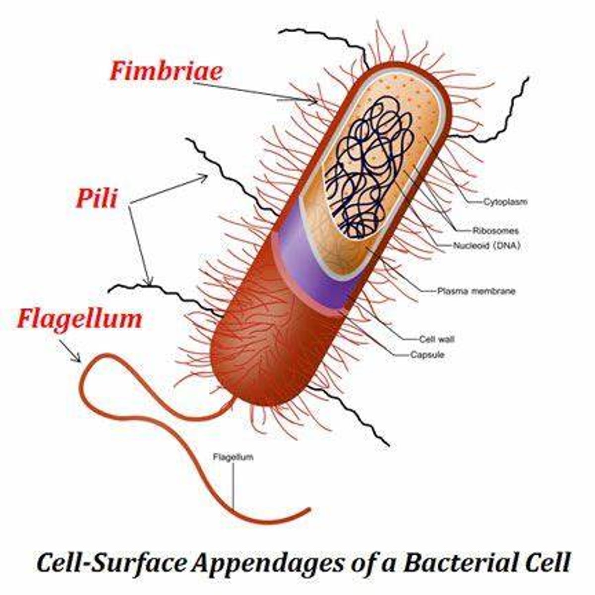 <p>Fimbriae are mainly for attachment, while pili function in DNA transfer and motility.</p>