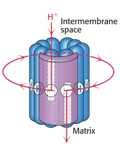 <ul><li><p>the a subunit abuts the c ring and contains two offset half-channels, one open to the IM space and one open to the matrix</p></li><li><p>protons enter the IM half-channel and bind to a glutamate residue on the c ring, causing the ring to rotate one c-subunit position clockwise</p></li><li><p>the proton is then released when it undergoes a 360 degree rotation around the c ring and reaches the matrix half-channel</p></li><li><p>c ring rotates one subunit per proton, so the number of c-subunits determines the efficiency of proton flow and thus ATP synthesis</p></li></ul><p></p>