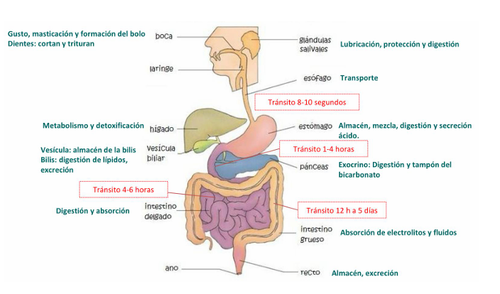 <ul><li><p>Trituración</p><ul><li><p>Desmenuzamiento fino</p></li></ul></li><li><p>Propulsión</p><ul><li><p>Movimiento de avance</p></li></ul></li><li><p>Mezclado</p><ul><li><p>Asegura contacto con enzimas digestivas y mucosa gastrointestinal; interesa que lo que transita se ponga en contacto con las enzimas</p></li></ul></li><li><p>Depósito</p><ul><li><p>fundamentalmente en estómago e intestino grueso</p></li></ul></li></ul><p>Cada vez que hablemos de los movimientos del colon, del estómago o del intestino delgado hablaremos de movimientos de <strong>propulsión</strong> o de <strong>segmentación</strong>.</p><p></p>