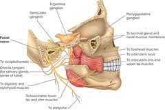 <p>Nerve that senses taste on anterior 2/3rds of tongue and controls muscles of facial expression.</p>