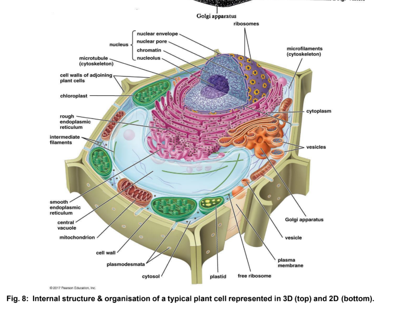 <p>Plant cell</p>