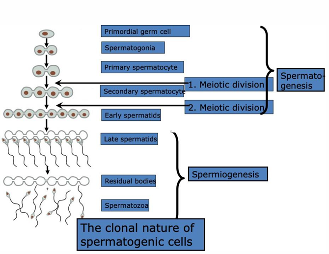 <ul><li><p>DEF → mitosis &amp; meiotic dvision from spermatogonium to spermatids</p></li><li><p>CAUSE → T pxdtn = sperm pxdtn start w/ puberty</p></li><li><p>LOCATE → seminiferous tubules</p></li><li><p>PXD → 4 gametes from 1 cell (haploid gametes)</p></li></ul><p></p><p>based on h<span>ypothalamic-pituitary-gonadotropin axis</span></p><p></p>