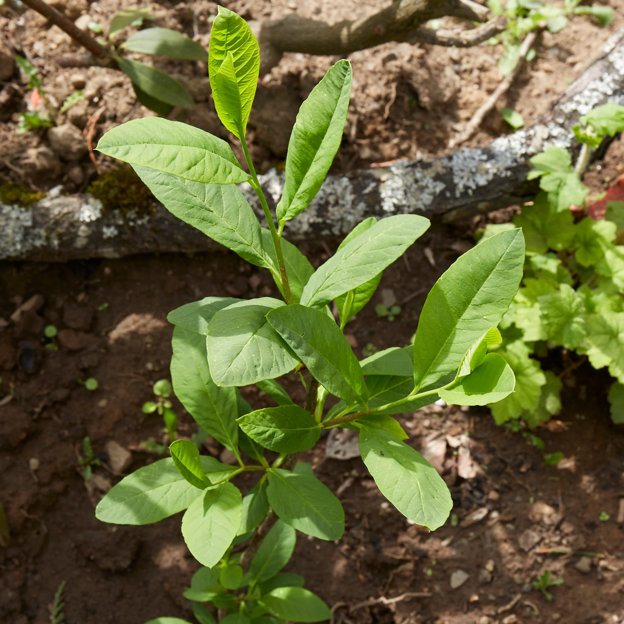 <p>Oemleria cerasiformis</p>