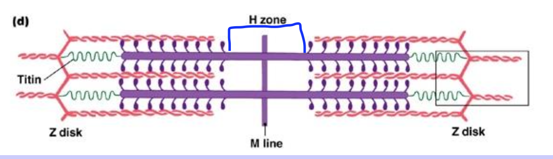 <p>Region of the sarcomere that contains <strong><u>only myosin</u></strong>; Goes away during contraction (because of shortening!)</p>