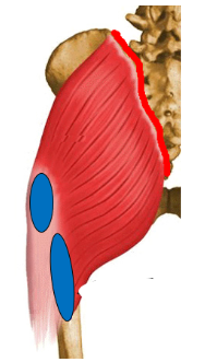 <p>What is the red line depicting? is it an origin/insertion, and for what muscle?</p>
