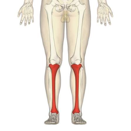 <p>anterior distal leg bones</p>