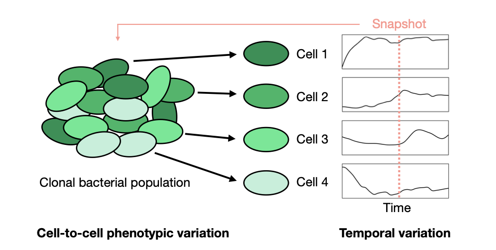 <ul><li><p>Fate of individual cells would be different in time</p></li></ul><ul><li><p>Diff temporal variation when measuring</p></li></ul><p></p>