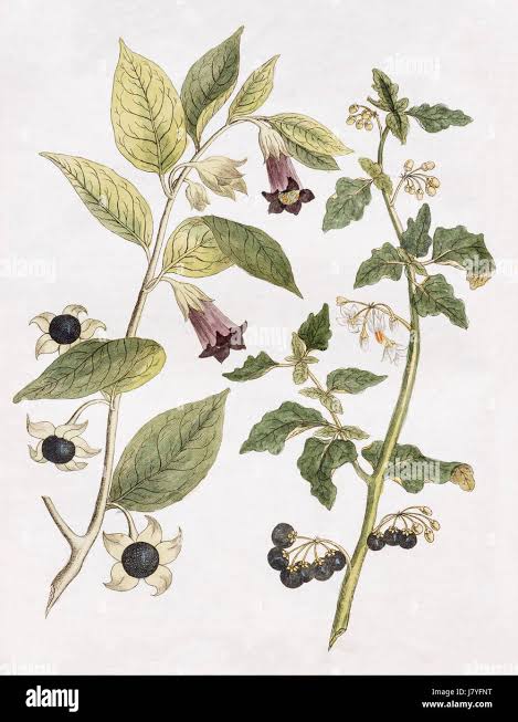 <p>اسم فارسی : شابیزک یا بلا دانه</p><p>اسم علمی : Atropa belladona</p><p>خانواده : سولاناسه</p><p>کاربرد دارویی : آنتی کولینرژیک-آرامش بخش دستگاه گوارش(ضد اسپاسم)-برطرف کردن لرز و سفتی عضلات در پارکینسون- ضد تعریق</p><p>کاربرد سنتی : اثر گشادکنندگی مردمک و سیکلوپلژیک در بانوان دوران باستان</p><p>مواد خالص : آتروپین و هیوسین و هیوسین‌آمین و اسکوپولامین</p><p>محل تولید آلکالوئید ها : ریشه های گیاه</p><p>اندام دارویی برای استخراج : برگ</p><p>سمیت : تمام اندام های گیاه</p><p>عوارض مصرف : اختلال در سیستم عصبی مرکزی، توهم، هذیان سرگیجه، تشنج، صرع، تاری دید، خشکی دهان، تاکی‌کاردی و یبوست، فلج، قطع ارتباط عصب و عضله و مرگ</p><p>مرگ با گیاه : به وسیله‌ی از کار انداختن دستگاه تنفس و گردش خون</p><p>نکته: در این گیاه موادی مثل هیوسین از سد خونی مغزی عبور میکنند.</p>