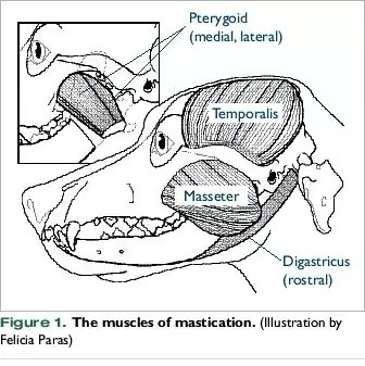 <p>Causes one-side contraction to close the jaw</p>